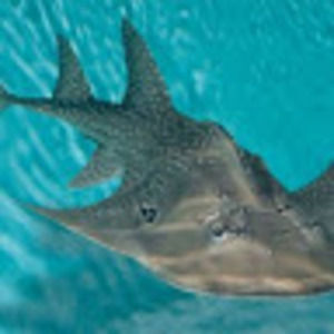 Meet your Posher, George